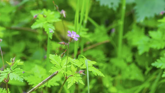 Framed Print : Ruprechtskraut (Geranium robertianum) Print, Germany