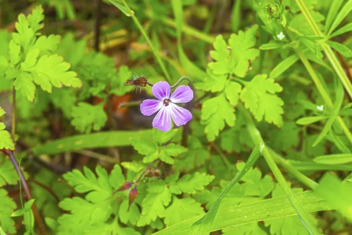Framed Print : Ruprechtskraut (Geranium robertianum) Print, Germany