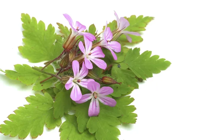 Framed Print : Ruprechtskraut Print - Herb Robert (Geranium robertianum) Framed Print : Ruprechtskraut Print - Herb Robert (Geranium robertianum)