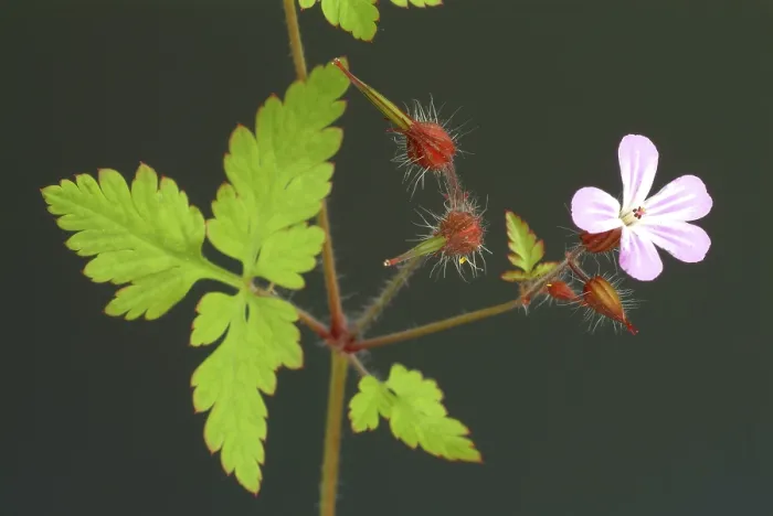 Framed Print : Ruprechtskraut Print - Herb Robert (Geranium robertianum) Framed Print : Ruprechtskraut Print - Herb Robert (Geranium robertianum)