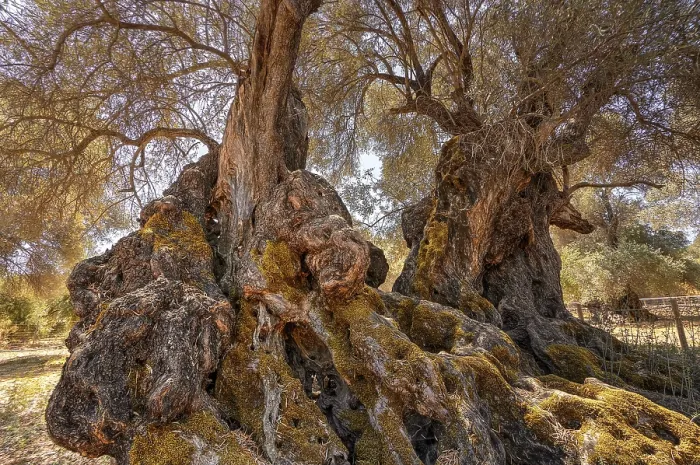 Framed Print : A Rustic Olive Tree Print, Crete, Greece Framed Print : A Rustic Olive Tree Print, Crete, Greece