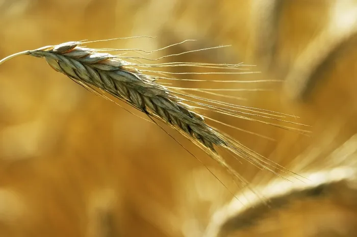 Framed Print : Rye Rye Print by imageBROKER Framed Print : Rye Rye Print by imageBROKER