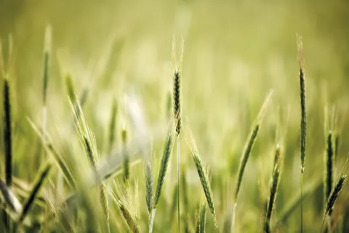 Framed Print : Rye (Secale cereale) Print Framed Print : Rye (Secale cereale) Print