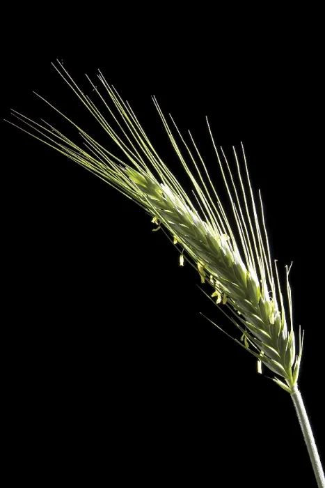 Framed Print : Rye Spike Print - Agricultural Landscape Framed Print : Rye Spike Print - Agricultural Landscape