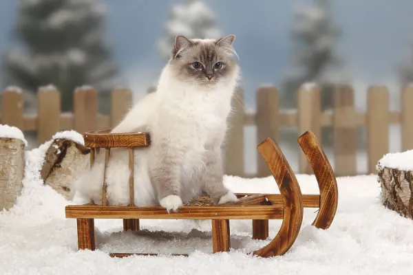 Blue-Tabby-Point Sacred Cat of Art Prints, Posters