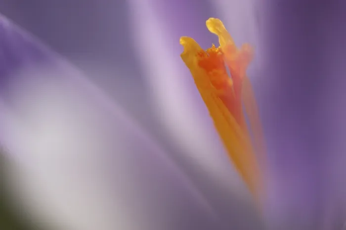 Framed Print : Saffron Crocus albiflorus Print Framed Print : Saffron Crocus albiflorus Print