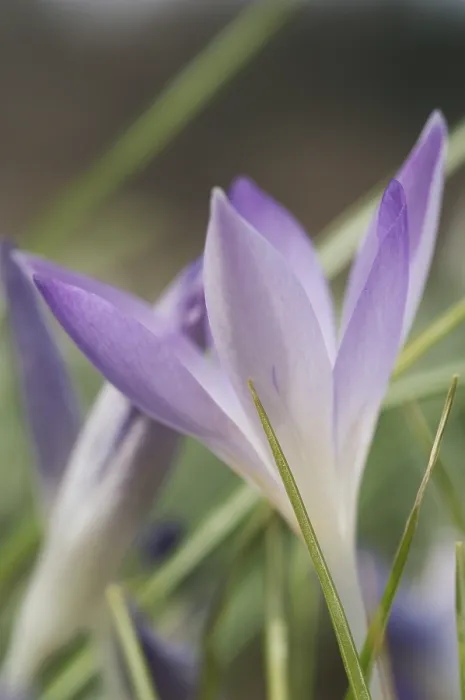 Framed Print : Saffron Crocus albiflorus Print Framed Print : Saffron Crocus albiflorus Print