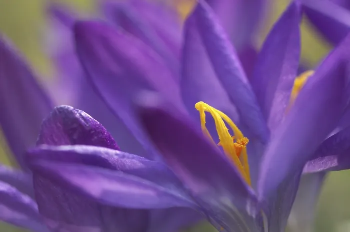 Framed Print : Saffron Crocus albiflorus Print Framed Print : Saffron Crocus albiflorus Print