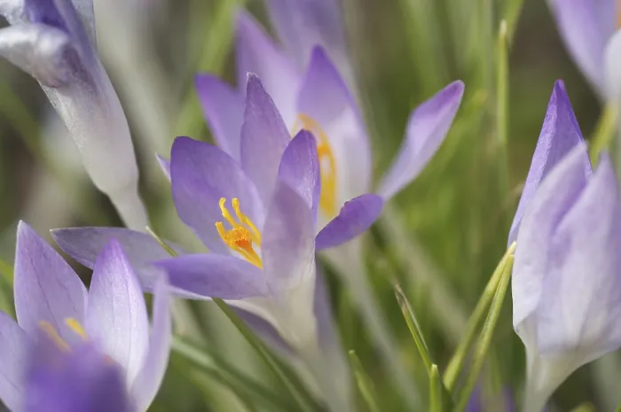Framed Print : Saffron Crocus albiflorus Print Framed Print : Saffron Crocus albiflorus Print