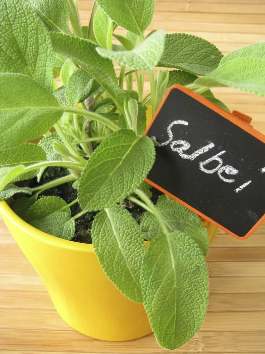 Framed Print : Sage in a Pot of Herbs Print Framed Print : Sage in a Pot of Herbs Print