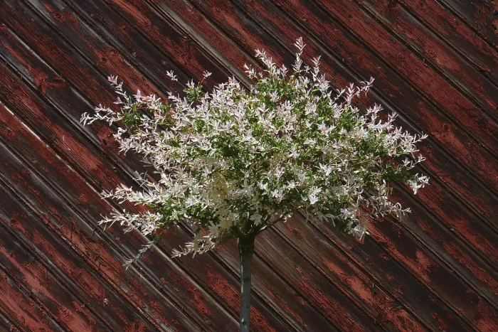 Framed Print : Salix integra Print: Willow Tree in Bloom Framed Print : Salix integra Print: Willow Tree in Bloom