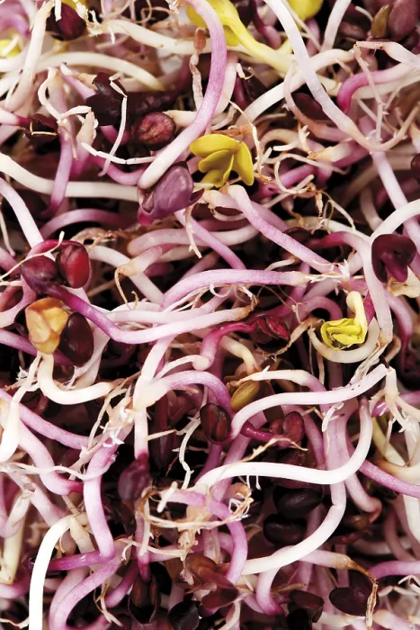 Framed Print : Sango Seedlings Print Framed Print : Sango Seedlings Print