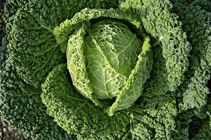 Framed Print : Savoy Cabbage Print Framed Print : Savoy Cabbage Print