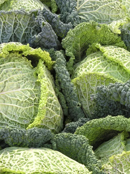 Framed Print : Savoy Cabbage Print