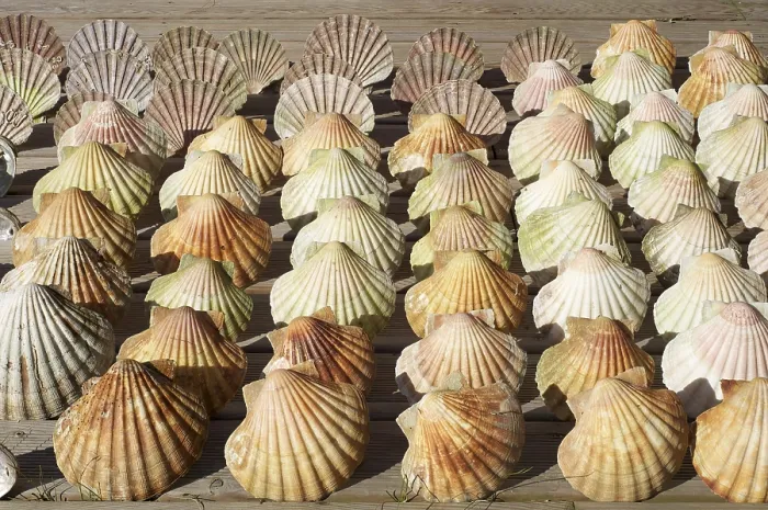Framed Print : Scallop Shells Print - Oceanic Shell Forms