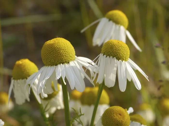 Framed Print : Scentless Mayweed Print Framed Print : Scentless Mayweed Print