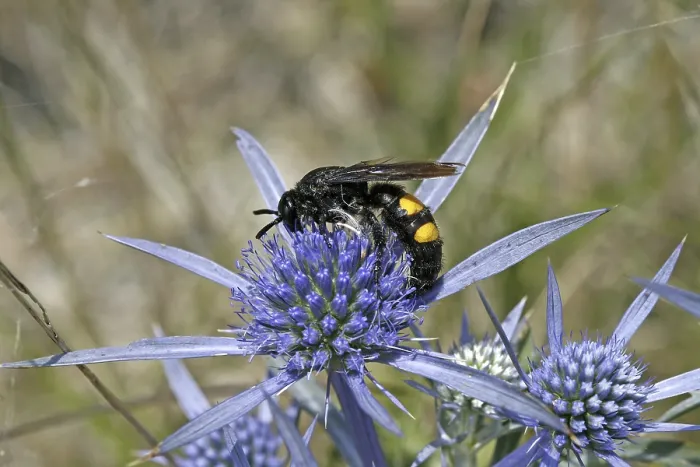 Framed Print : Scolia hirta Print, Dagger Wasp Image