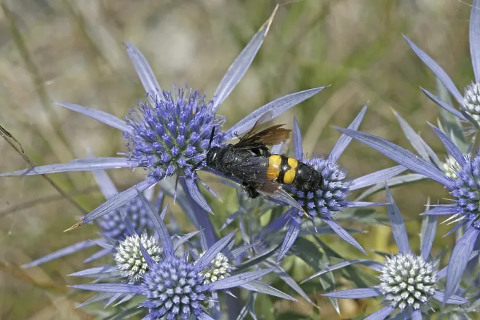 Framed Print : Scolia hirta Print, Dagger Wasp Image Framed Print : Scolia hirta Print, Dagger Wasp Image