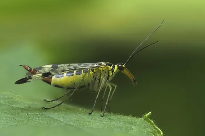Framed Print : Scorpionfly on a Leaf Print Framed Print : Scorpionfly on a Leaf Print