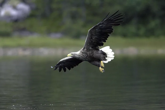 Framed Print : White-tailed Eagle Print
