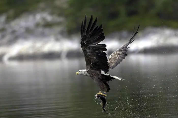 Framed Print : White-tailed Eagle Catches Fish Print