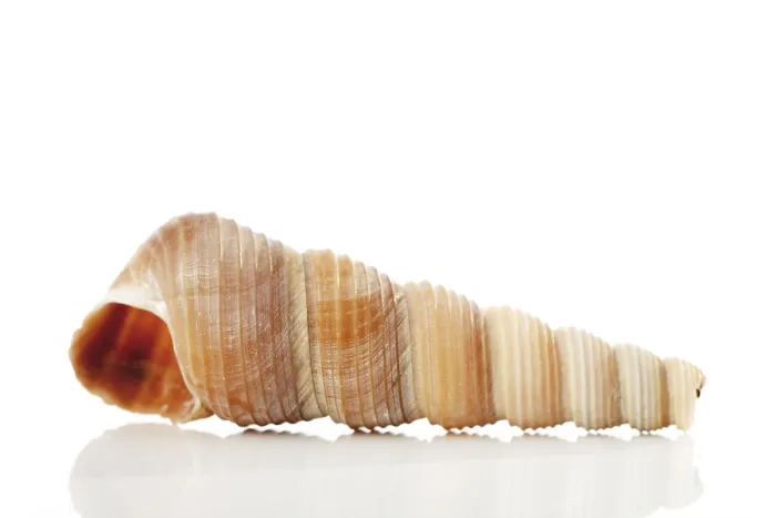 Framed Print : Sea Shell Print by ImageBROKER Framed Print : Sea Shell Print by ImageBROKER