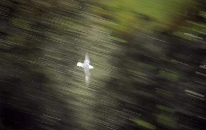 Framed Print : Seagull in Flight Print