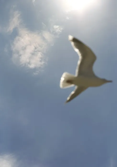 Framed Print : Seagull in Flight Print Framed Print : Seagull in Flight Print