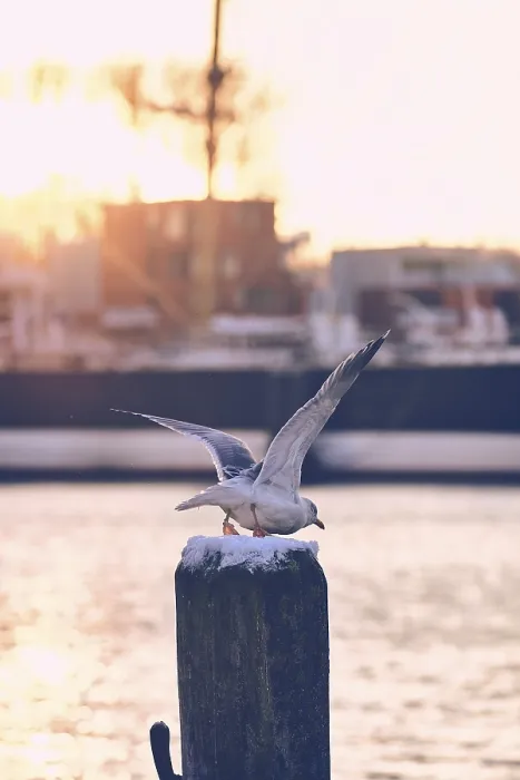 Framed Print : Seagull Flying Off from Post Print Framed Print : Seagull Flying Off from Post Print