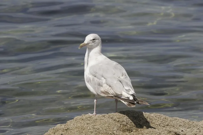 Framed Print : Seagull Print - Larus marinus by imageBROKER