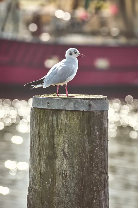 Framed Print : Seagull on pole in Harbor Print Framed Print : Seagull on pole in Harbor Print