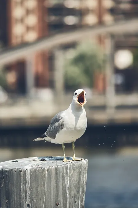 Framed Print : Seagull on Pole Print: Bird in Distress Framed Print : Seagull on Pole Print: Bird in Distress