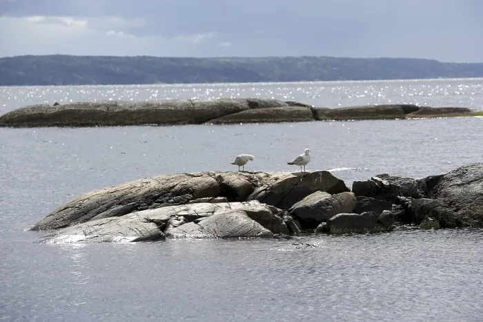 Framed Print : Seagulls on Rocks Print Framed Print : Seagulls on Rocks Print