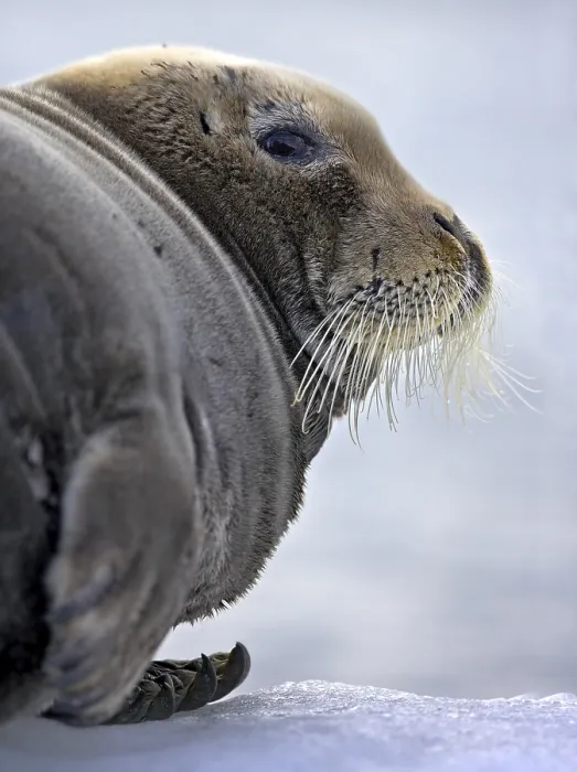 Framed Print : Seal on Ice Print Framed Print : Seal on Ice Print