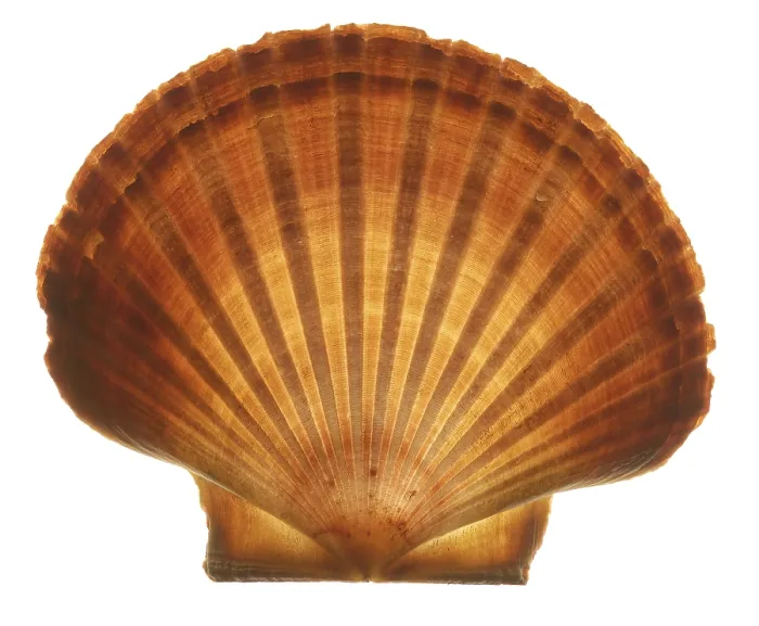 Framed Print : Seashell Print by ImageBROKER Framed Print : Seashell Print by ImageBROKER