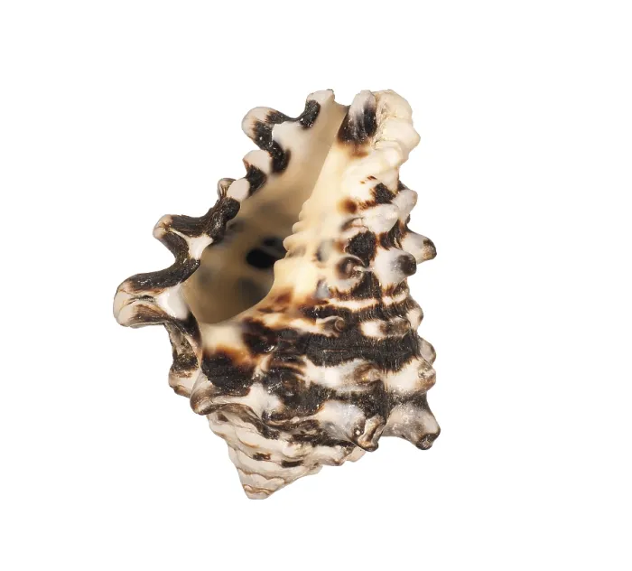 Framed Print : Seashell Print on White Background Framed Print : Seashell Print on White Background