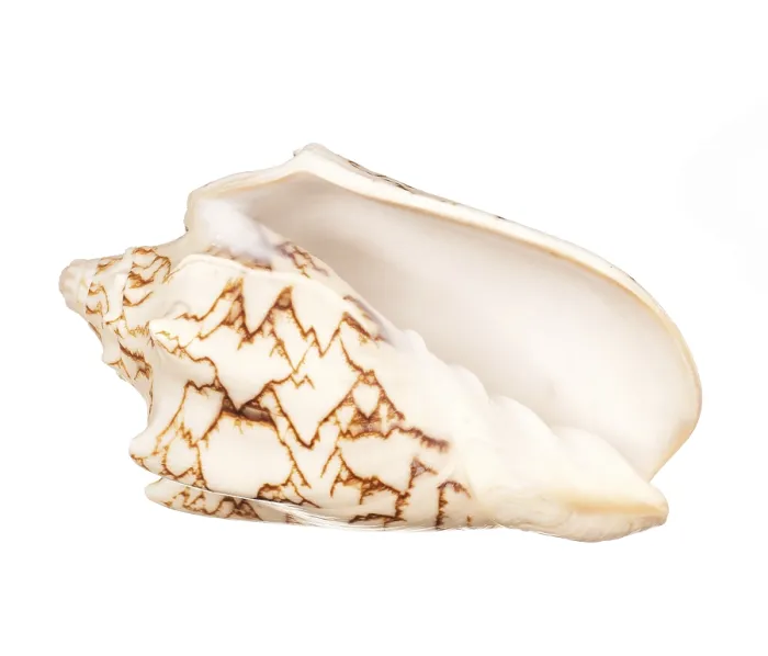 Framed Print : Seashell Print on White Background