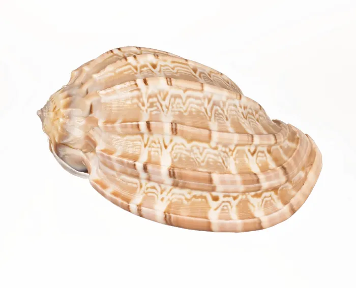 Framed Print : Seashell Print on White Background Framed Print : Seashell Print on White Background