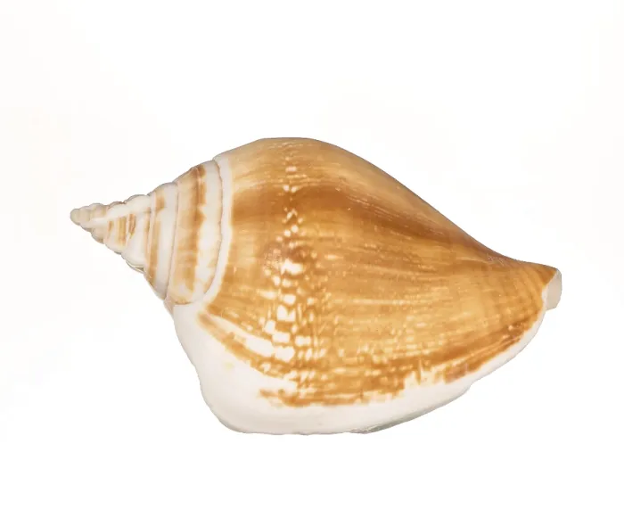 Framed Print : Seashell Print on White Background Framed Print : Seashell Print on White Background