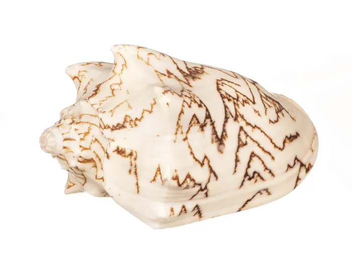Framed Print : Seashell Print on White Background