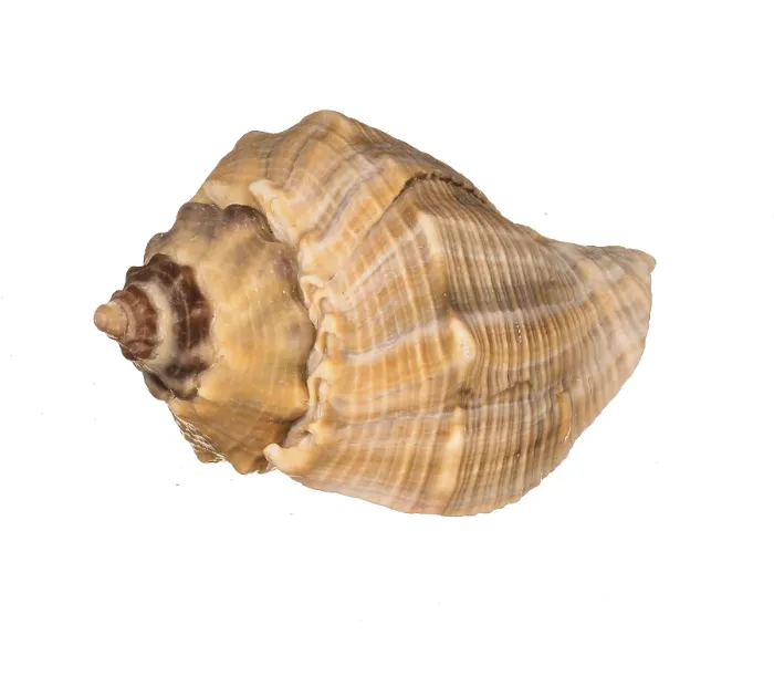 Framed Print : Seashell Print on White Background Framed Print : Seashell Print on White Background