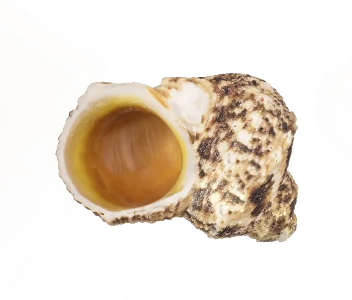 Framed Print : Seashell Print on White Background Framed Print : Seashell Print on White Background