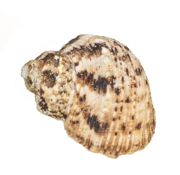 Framed Print : Seashell Print on White Background Framed Print : Seashell Print on White Background