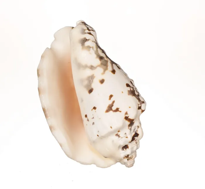Framed Print : Seashell Print on White Background Framed Print : Seashell Print on White Background