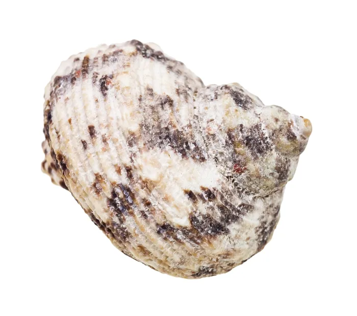 Framed Print : Seashell and Snail Shell Print on White Background Framed Print : Seashell and Snail Shell Print on White Background