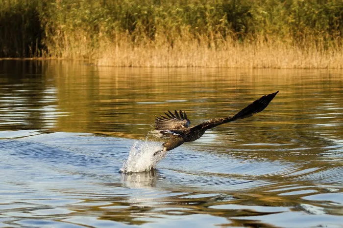 Framed Print : Seeadler Print from imageBROKER Framed Print : Seeadler Print from imageBROKER