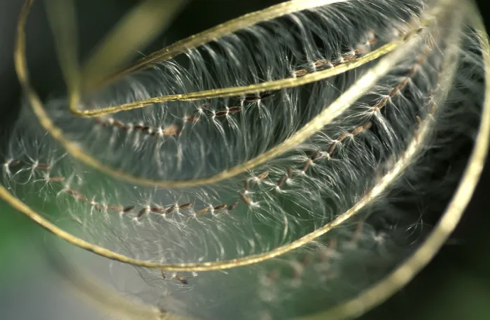 Framed Print : Seed Capsule Print - Embryo Development Framed Print : Seed Capsule Print - Embryo Development