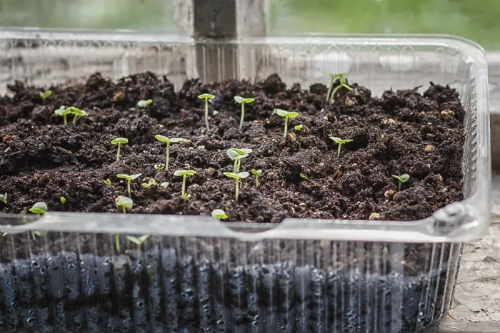 Framed Print : Seedlings in a Plastic Container Print Framed Print : Seedlings in a Plastic Container Print