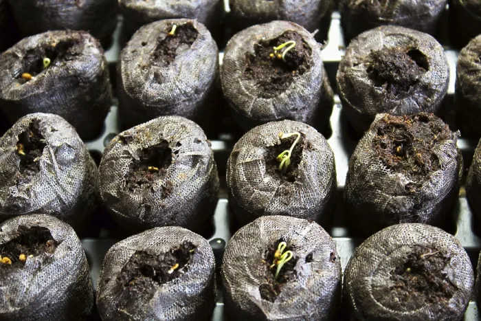 Framed Print : Seedlings Sprouting in Starter Pods Print Framed Print : Seedlings Sprouting in Starter Pods Print