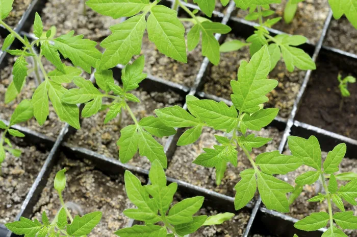 Framed Print : Seedlings of Tomato in Boxes at a Window Print Framed Print : Seedlings of Tomato in Boxes at a Window Print